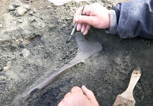 Exposing the pelvic bone of an adult duck-billed dinosaur in a dinosaur quarry during the summer of 2014 on the Colville River. Photo by Roger Topp