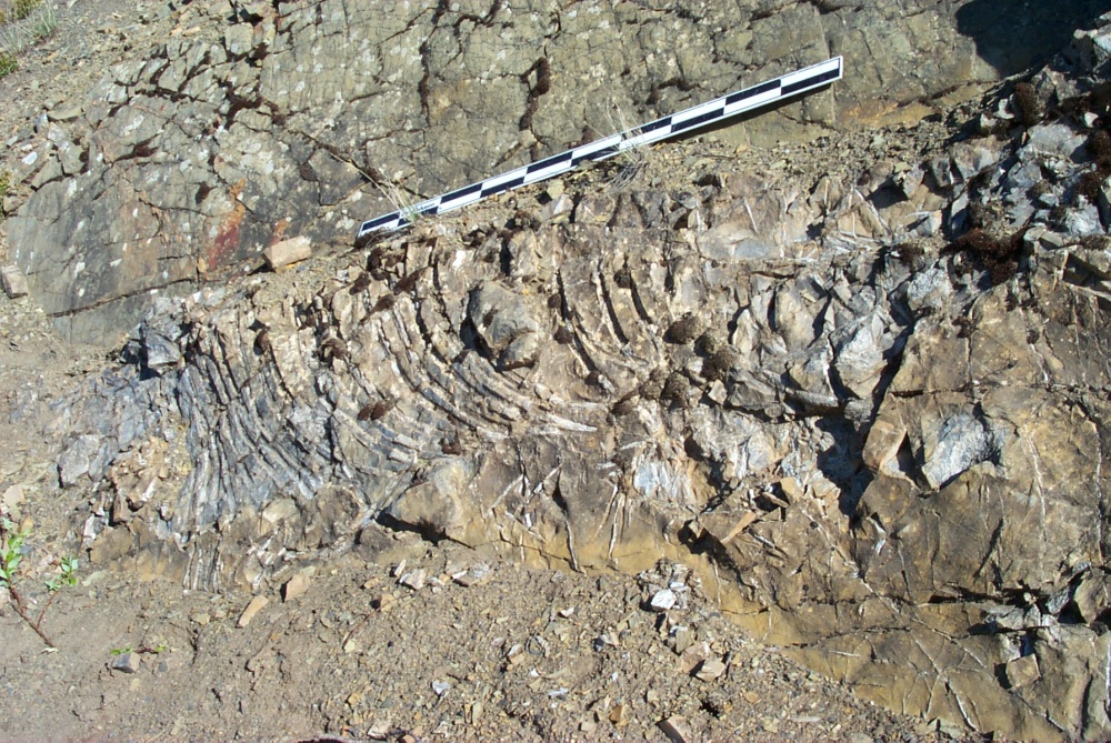 Ichthyosaur, on location. Specimen data: UAMES 2437; Name: Shastasauridae indet; Geological formation and age: Otuk Formation, Late Triassic, ~215 million years old; Diet: fish, ammonites; Body length: 7 m+ (~25 feet) Where found: Brooks Range foothills, northern Alaska 