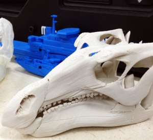 A 3D skull produced by the museum's digital printer.